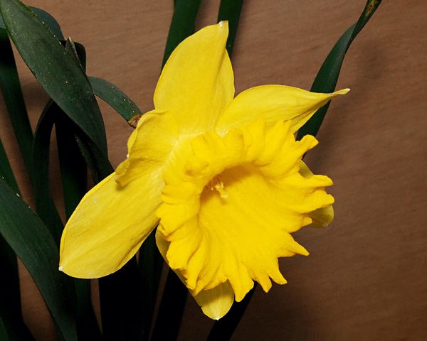 2013 Daffodil...