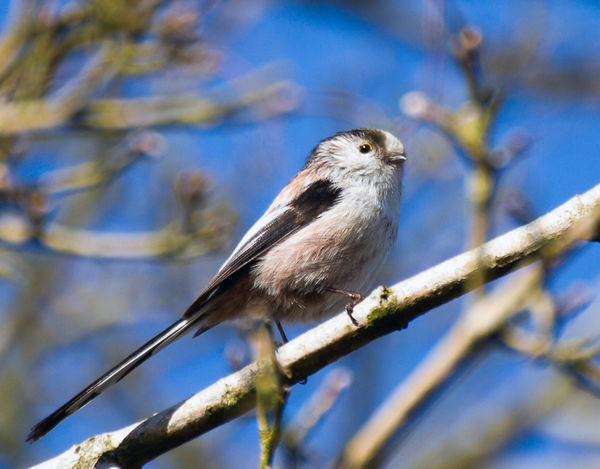 #5 Long Tailed Tit...