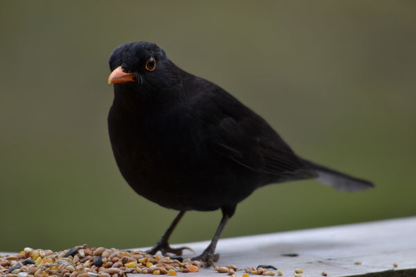 Male European Blackbird...