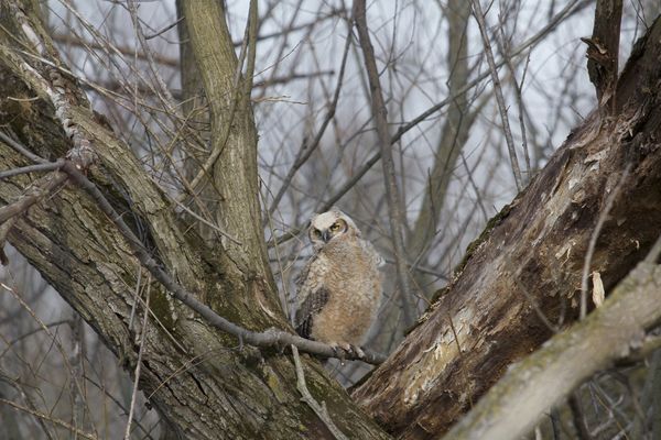Immature Great Horned Owl...