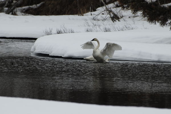 swans 3...