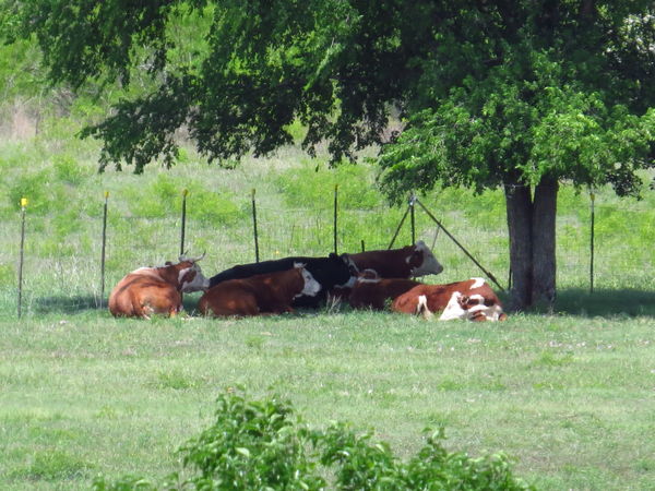 Relaxing under Cow Tree...