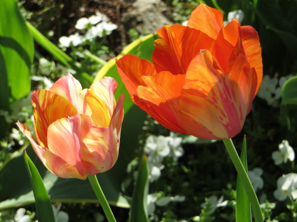 More tulips...