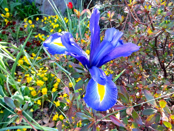 An Iris(I think)...