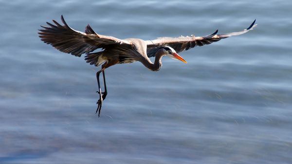 Blue Heron, San Diego Bay. Landing after driving o...
