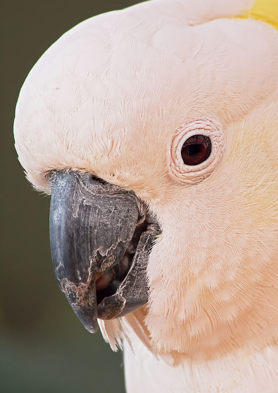 Pinky. (Sulphur Crested Cockatoo)...