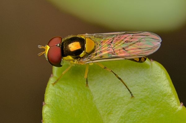 hoverfly...