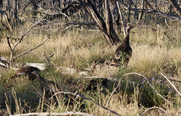 Wild turkeys at Mesa Verde...