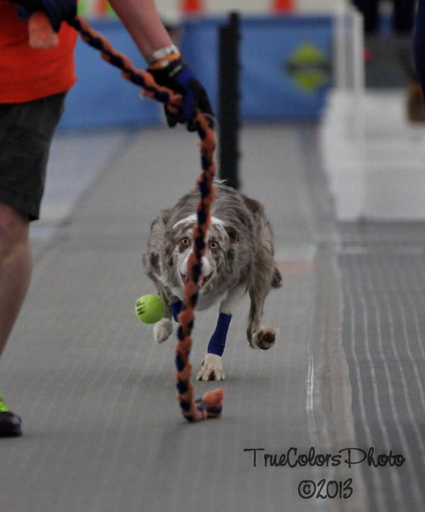 Our BC, Zee Zee Top playing Flyball......
