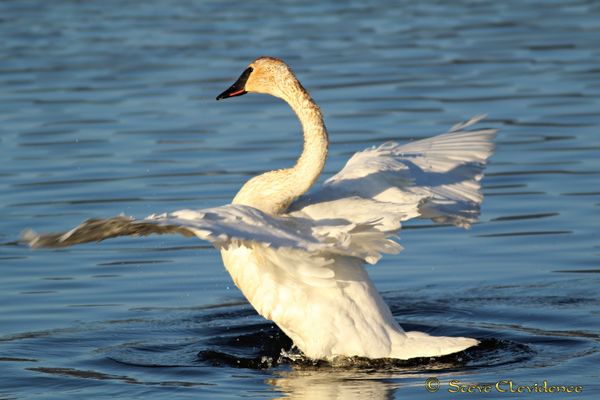 Trumpeter Swan...