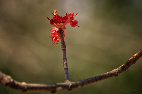 A Beautiful Bud - Spring at Long Last!...