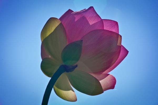 Backlit Lotus Blossom...