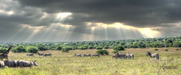 Amakhala Game Reserve, South Africa...