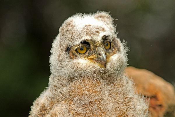 Baby Great Horned Owl...