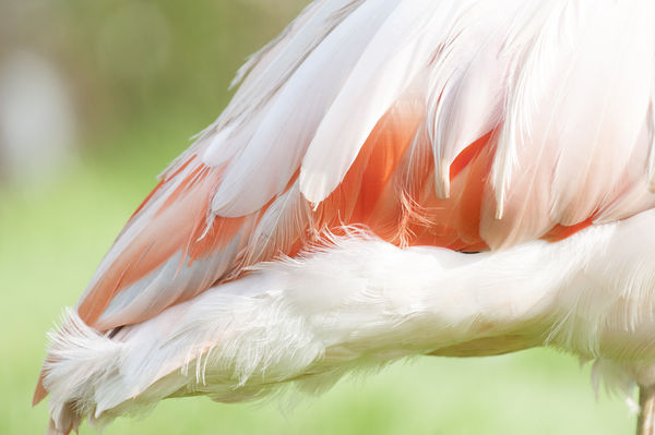 Flamingo feathers...