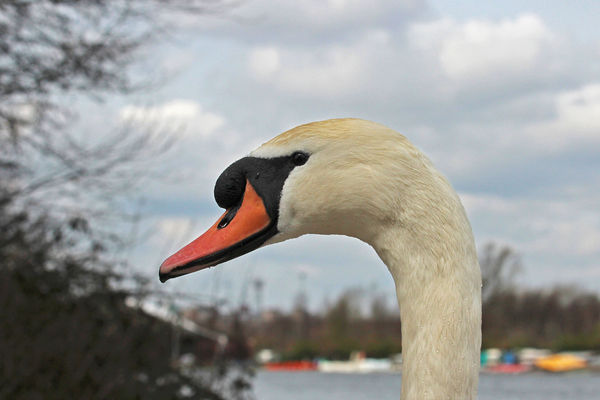 I am Head Swan here at the Whitlingham Park Lake...