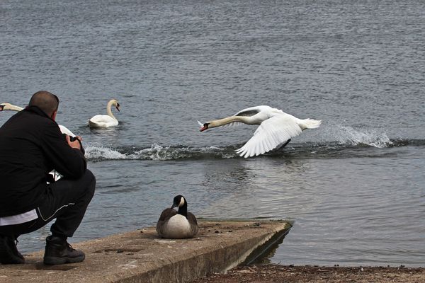 Of course sometimes the young swans do try and gr...