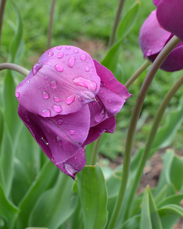 Purple Tulip...