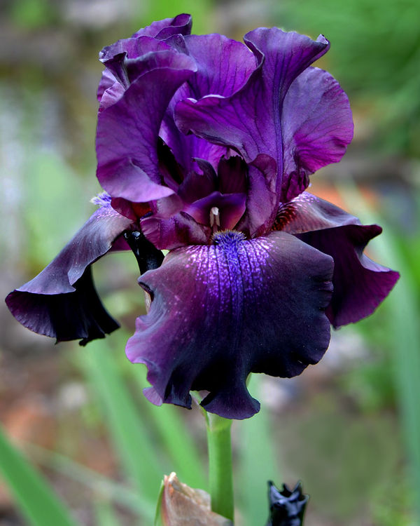Dark Purple Bearded Iris...