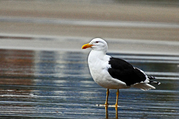 Just a common Seagull on the shore....