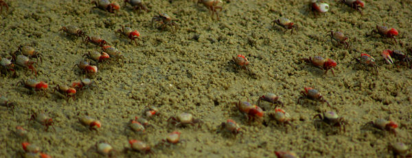 baby crabs...