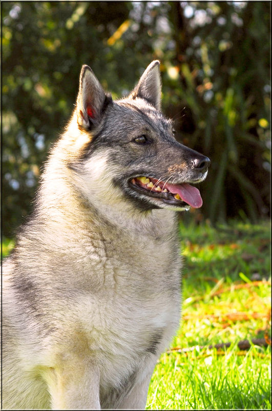 She's a Swedish Vallhund but living in NZ....