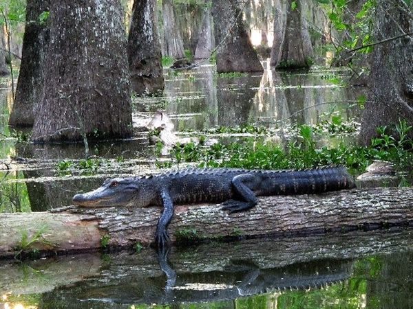 'Gator in the "Relaxed" mode....