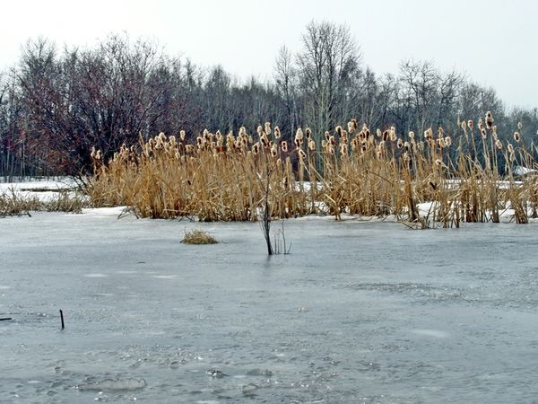 cattails in the ice...