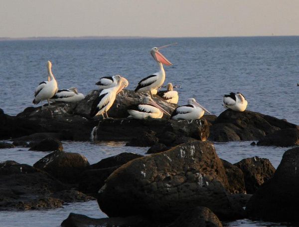 Pelicans settling down for the night...