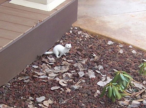 caught this weasel in my yard, it caught a rabbit ...