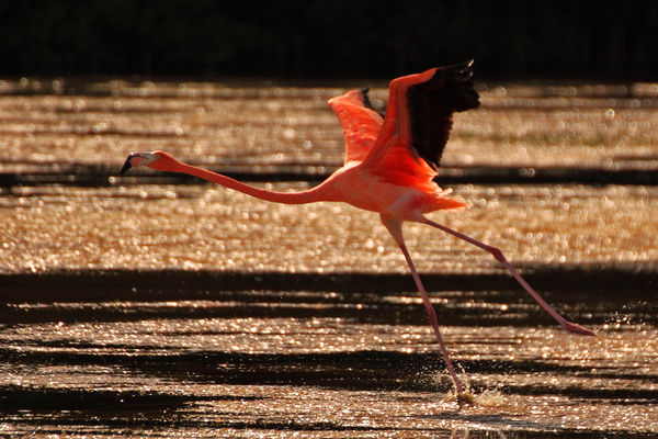 Flamingo in Flight - Celestun, Yucatan, MX...