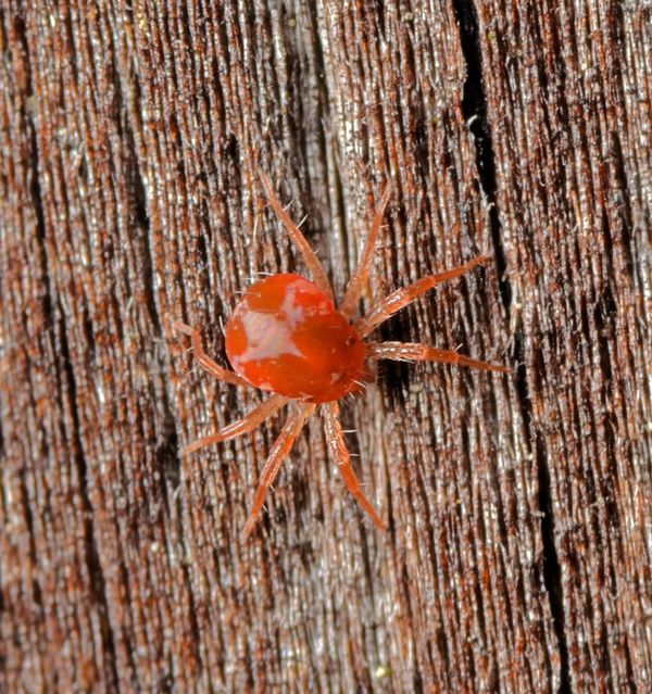 red spider mite...