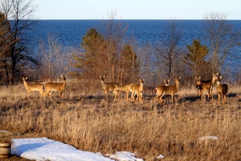 Several of the sixteen deer in the herd...
