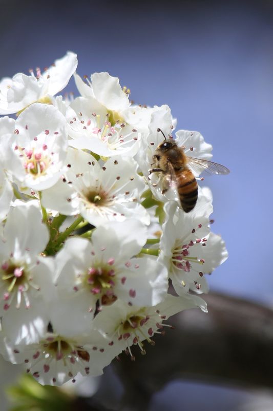 Bee on Bradford Pear blossom...