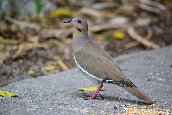 White wing-tipped Dove...