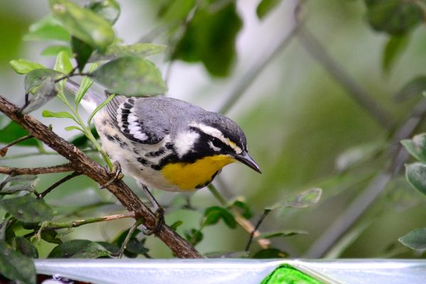 Yellow-throated Warbler...