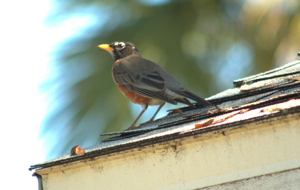 Robin on the roof...