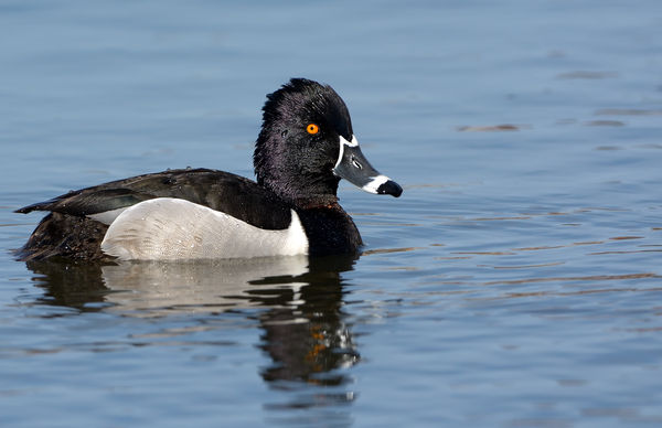 male ring necked duck...