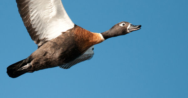 A half winged shelduck ..really they have only hal...