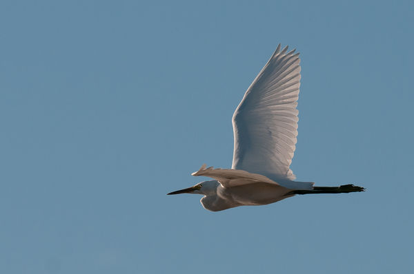 An egret doing a fly past....