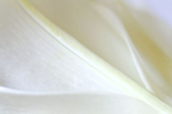 Easter Lilly...