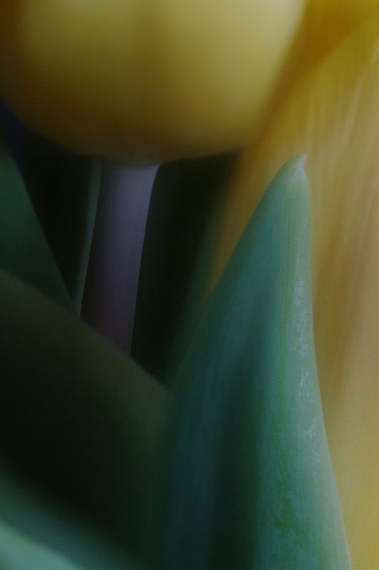 Tulips...