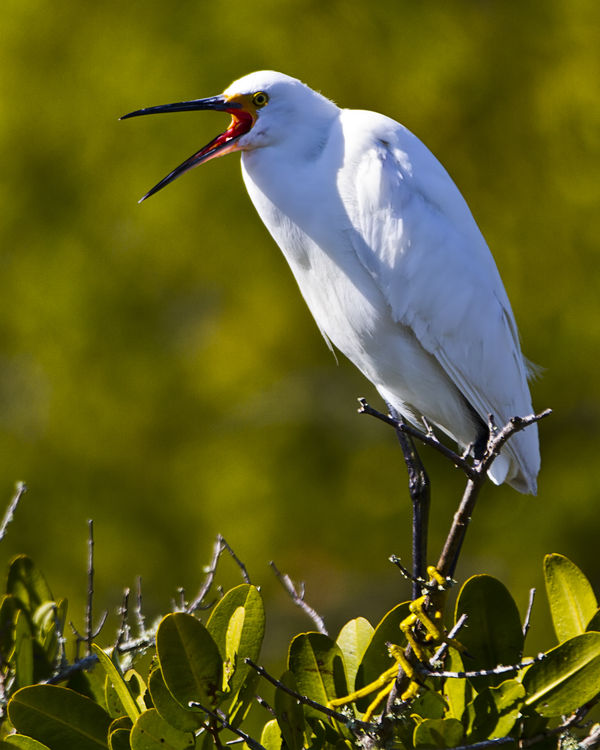 Snowy Egret on Mangrove...