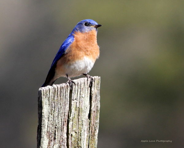 The Bluebird of Happiness: I wish you bluebirds in the spring, To give