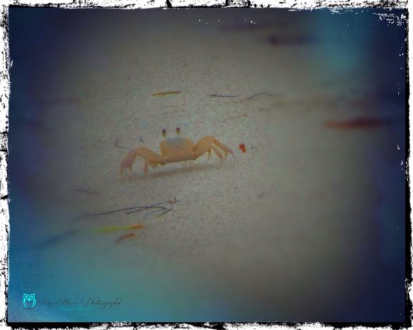 Sand Crab in Fort Pierce, Florida...