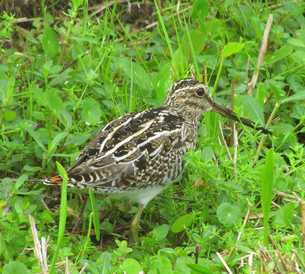 long beak bird