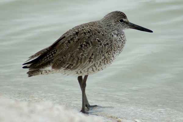 Sandpiper  (Is this a white-rumped sandpiper?)...
