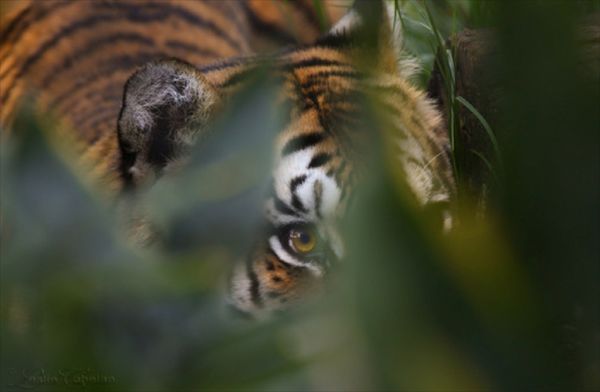 Eye of the tiger...