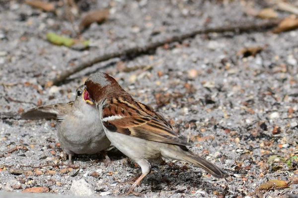 Male Sparrow feeding baby  f/8  1/800  1600...