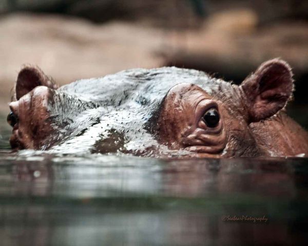 In Hippo Land...